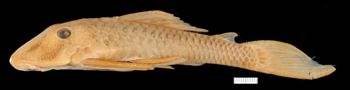 Media type: image;   Ichthyology 7863 Aspect: lateral,description